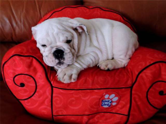 WHITE  Englisch Bulldogge Welpen registriert - ein perfektes Weihnachtsgeschenk